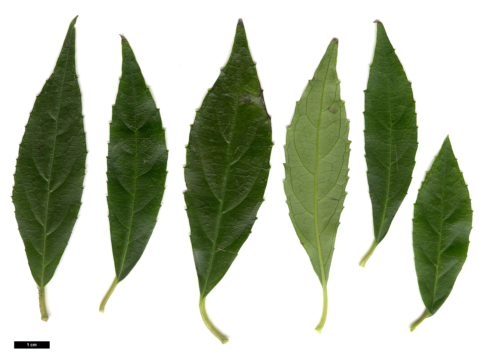High resolution image: Family: Hydrangeaceae - Genus: Hydrangea - Taxon: scandens